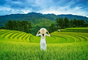 Castorland: Rice Fields in Vietnam (1000) legpuzzel