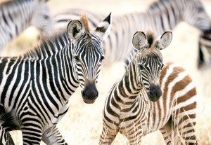 Castorland: Young Zebras (1000) legpuzzel