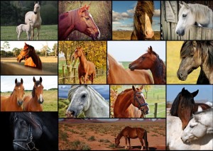 Grafika: Collage - Horses (1000) paardenpuzzel