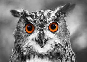 Enjoy: Curious Owl (1000) vogelpuzzel