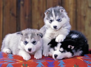 Ravensburger: Huskie Puppies (200XXL) hondenpuzzel