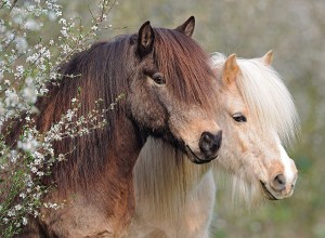 Ravensburger: Perfect Ponies (150XXL) kinderpuzzel