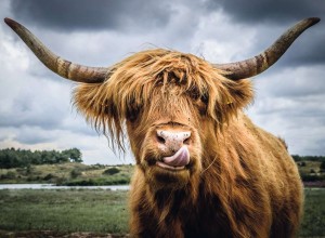 Ravensburger: Puzzle Moment - Highland Cattle (300) legpuzzel