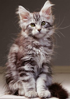 Nathan: The Maine Coon Kitten (1000) verticale puzzel
