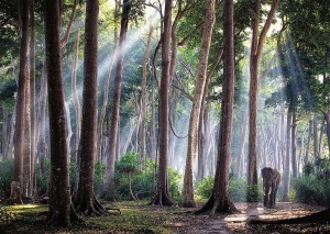 Nathan: Indian Forest (1000) legpuzzel