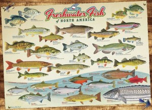 Cobble Hill: Freshwater Fish of North America (1000) legpuzzel