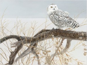 Cobble Hill: Fallen Willow - Snowy Owl (500XL) kerstpuzzel