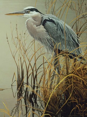 Cobble Hill: Great Blue Heron (500XL) vogelpuzzel