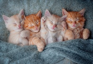 Castorland: The Sweetest Kittens (1000) kattenpuzzel
