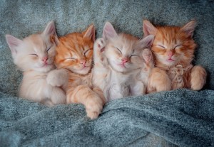 Castorland: The Sweetest Kittens (1000) kattenpuzzel