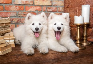 Castorland: Samoyed Puppies Say Hello (1000) hondenpuzzel