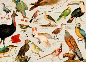 Coppenrath: Illustrated Wildlife Fauna (1000) vogelpuzzel