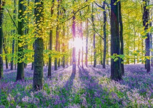Schmidt: Tranquil Bluebell Woods (1000) legpuzzel