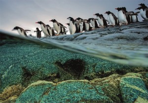 Clementoni: National Geographic Penguins (1000) legpuzzel