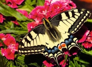 Ravensburger: Butterfly (500) vlinderpuzzel