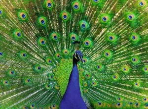 Ravensburger: Peacock (500) legpuzzel