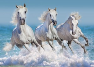 Bluebird: Horse Paradise (1500) paardenpuzzel