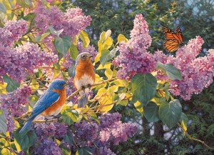 Cobble Hill: Spring Interlude (500XL) vogelpuzzel