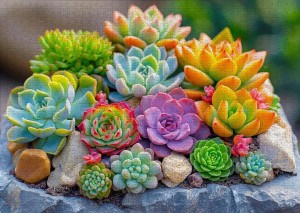 Enjoy: Succulents (1000) legpuzzel