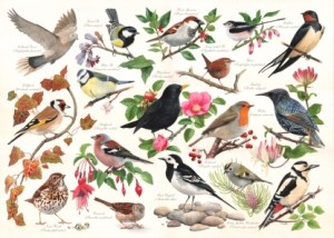 House of Puzzles: Birds in my Garden (1000) vogelpuzzel