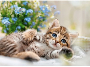 Ravensburger: A Bouquet of Sweetness (500) kattenpuzzel