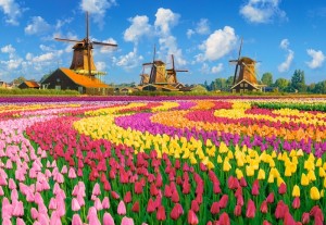 Castorland: Dutch Windmills Among Tulips (1000) legpuzzel