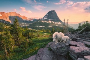 Ravensburger: Alpine Goat with Baby (3000) legpuzzel