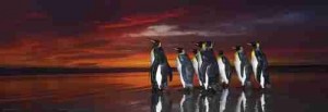 heye 29858 king penguins, panorama puzzel