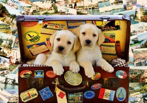 Bluebird: Two Travel Puppies (1000) hondenpuzzel