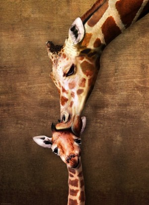 Eurographics: Giraffe Mother's Kiss (1000) verticale puzzel
