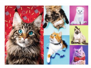 Trefl: Happy Cats (1000) kattenpuzzel