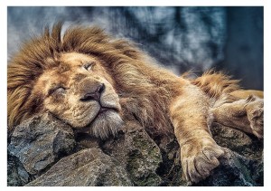 Trefl: Sleeping Lion (1000) legpuzzel