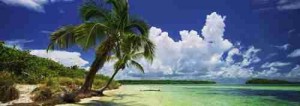 Heye: Alexander von Humboldt - Paradise Palms (2000) panorama puzzel