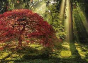 Heye: Magic Forests - Guiding Light (1000) natuurpuzzel