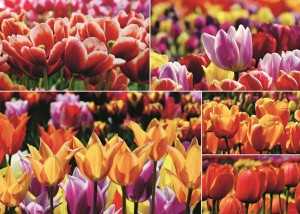 Jumbo: Hollandse Tulpen (1000) bloemenpuzzel