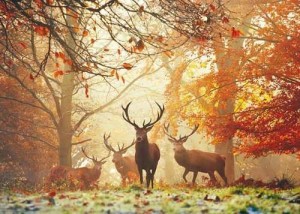 Heye: Magic Forests - Stags (1000) legpuzzel