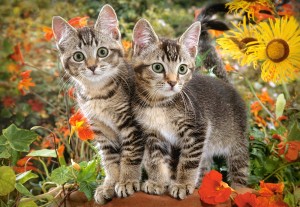 Castorland: Kitten Buddies (1500) kattenpuzzel