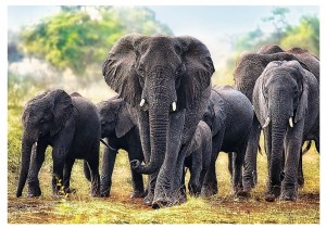 Trefl: African Elephants (1000) olifantpuzzel