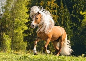 Ravensburger: Vrolijk paard (1000) paardenpuzzel