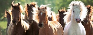Ravensburger: Wilde Paarden (1000) panoramapuzzel