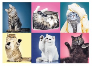 Trefl: Kittens (500) kattenpuzzel