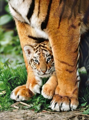 Clementoni: Bengal Tiger Cub (500) verticale puzzel