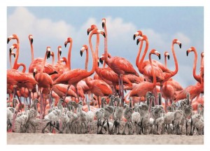 Dino: Flamingoes (500) legpuzzel