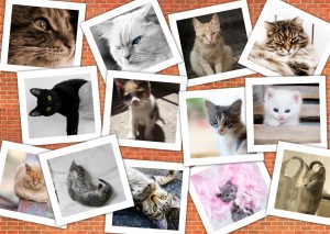 Grafika: Cats Collage (1000) kattenpuzzel