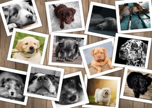 Grafika: Chiens (1000) hondenpuzzel