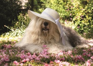 Jumbo: Sophie in een bloemenbed (500) hondenpuzzel