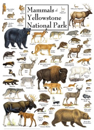 Master Pieces: Mammals of Yellowstone (1000) legpuzzel