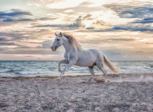 Ravensburger: Paard op het strand (500) paardenpuzzel