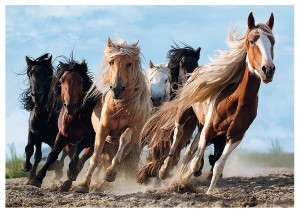 Trefl: Galloping Horses (1000) paardenpuzzel